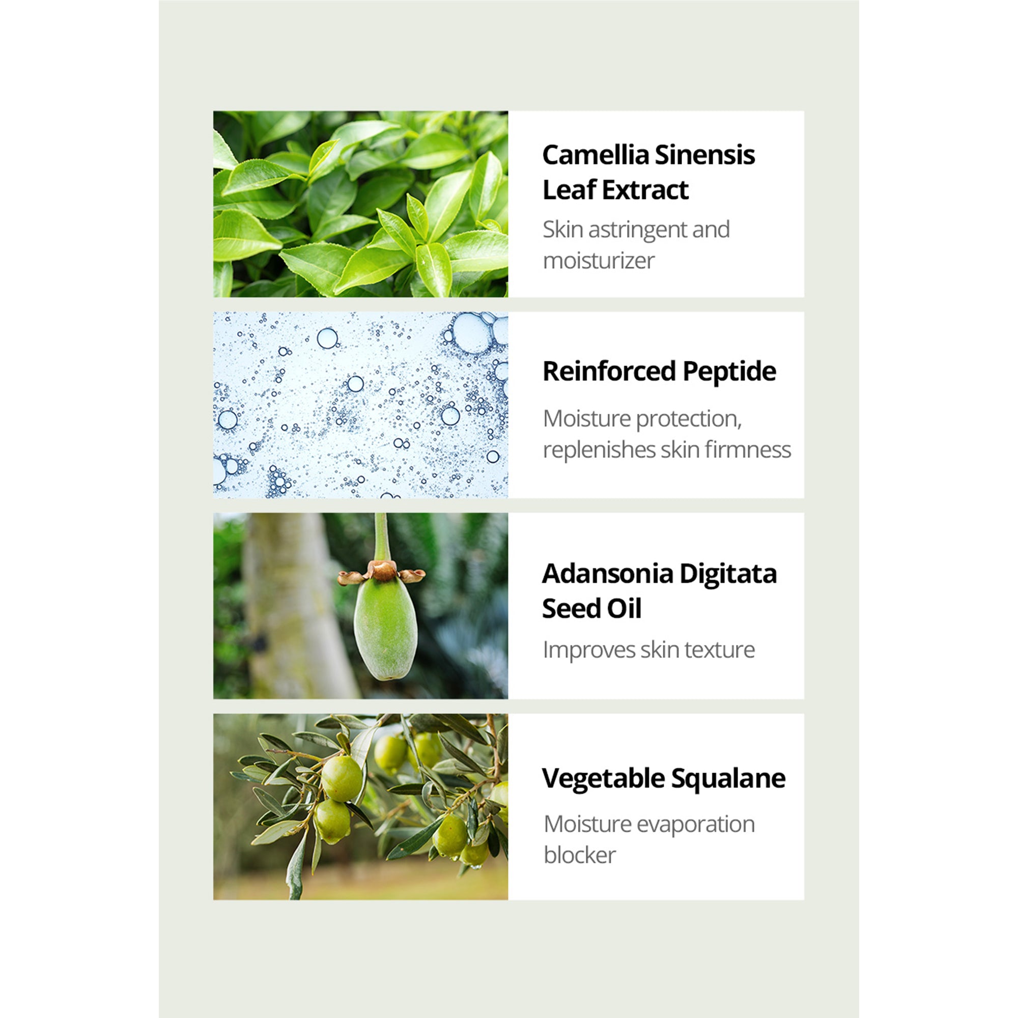 Image displaying four ingredients of a skincare product: Camellia Sinensis Leaf Extract, Reinforced Peptide, Adansonia Digitata Seed Oil, and Vegetable Squalane, each accompanied by descriptive text and corresponding images such as green leaves, a seed, and small bubbles.