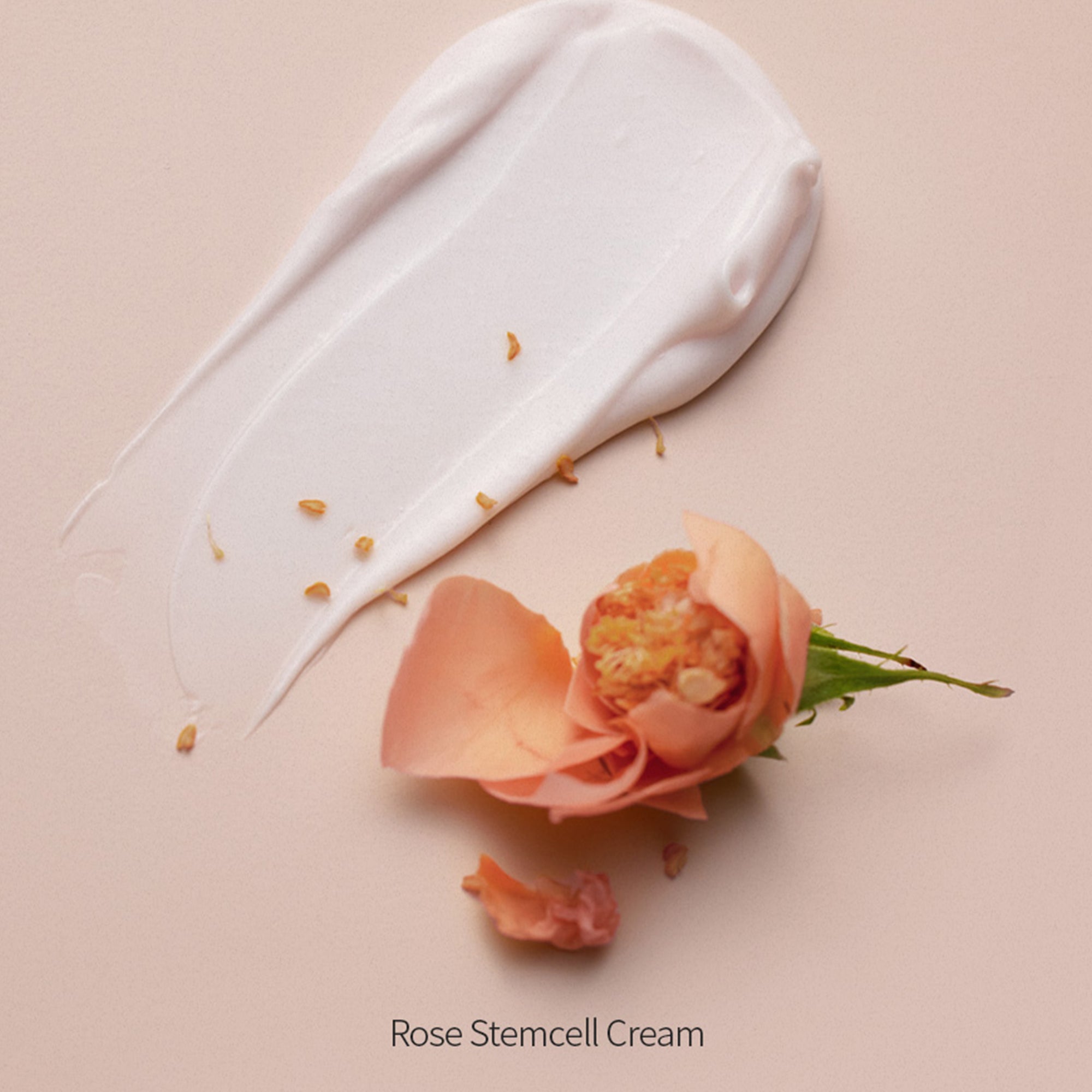 A smear of white cream next to a partially open pink rose on a light background. Text reads 'Rose Stemcell Cream'.